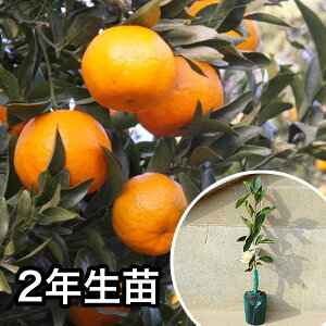 2NcEÉāEgÉ c 2N c 1{ŎȂc c k f@|bgc 0.6mO 15cm|bg ʎc ʎ ʎp A  1{iȃZbg̔܂j