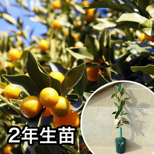 ■送料無料■2年生苗・金柑・寧波金柑 大苗 2年生 苗木 1本で実がなる苗 苗 柑橘 素掘りポット苗 樹高0.6m前後 15cmポット 果樹苗 果樹 果樹園用 植木 木 1本(お得なセット販売あります)