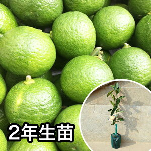 ■送料無料■【5本セット】 2年生苗・カボス 大苗 2年生 苗木 1本で実がなる苗 苗 柑橘 素掘りポット苗 樹高0.6m前後 15cmポット 果樹苗 果樹 果樹園用 植木 木