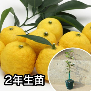 2NcEMq c 2N c 1{ŎȂc c k f@|bgc 0.6mO 15cm|bg ʎc ʎ ʎp A  1{iȃZbg̔܂j