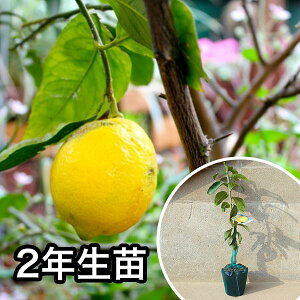 ■送料無料■【5本セット】 2年生苗・レモン・璃の香PVP 大苗 2年生 苗木 1本で実がなる苗 苗 柑橘 素掘りポット苗 樹高0.6m前後 15cmポット 果樹苗 果樹 果樹園用 植木 木
