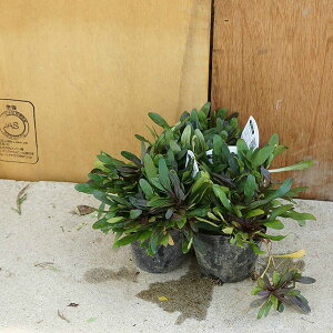 AWKE`R[g`bv 9cm|bg オ c c A  _ EOhJo[ 1{iȃZbg̔܂j