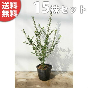 y15{Zbgz CkcQ 0.5mO 15cm|bg (k) ʂ c c A  _ _ ډB