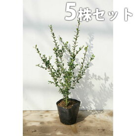 楽天市場 イヌツゲ 花 ガーデン Diy の通販