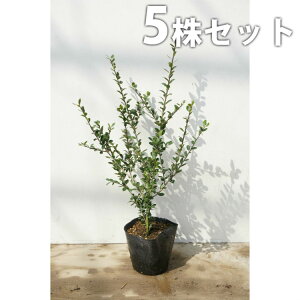 y5{Zbgz CkcQ 0.5mO 15cm|bg (k) ʂ c c A  _ _ ډB