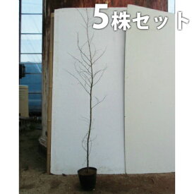楽天市場 エゴノキの通販 楽天市場 エゴノキの通販