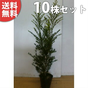 y10{Zbgz LcQ 0.5mO 15cm|bg c c icQj _ A  _ _ ډB