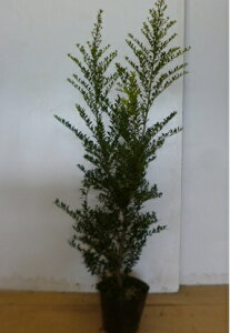 y15{Zbgz LcQ 0.6mO 15cm|bg c c icQj _ A  _ _ ډB