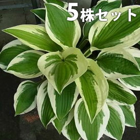 楽天市場 下草 庭木の通販 楽天市場 下草 庭木の通販