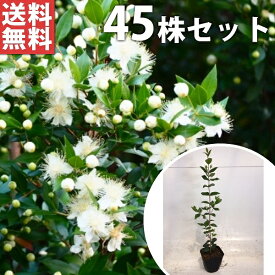 楽天市場 ギンバイカ 植木の通販