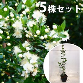 楽天市場 ギンバイカ 生垣の通販