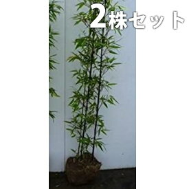 楽天市場 黒竹 の 育て 方の通販