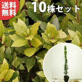 ■送料無料■【10本セット】 ゲッケイジュ 樹高0.8m前後 15cmポット 苗木 （月桂樹） ローリエ葉の香りシンボルツリー 苗 植木 庭木 生け垣 シンボルツリー 常緑樹 ハーブ 目隠し・生垣