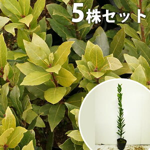 ハーブ 植木の人気商品 通販 価格比較 価格 Com