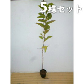 ■送料無料■【5本セット】 コブシ 樹高0.8m前後 10.5cmポット こぶし 苗木 苗 植木 庭木 生け垣 シンボルツリー 落葉樹