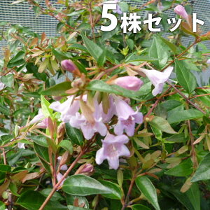 y5{Zbgz AxAEGh[hS[` 0.2mO 12cm|bg ׂ肠 c c A  _ Ԃyޖ tɉԂ炩AؓW