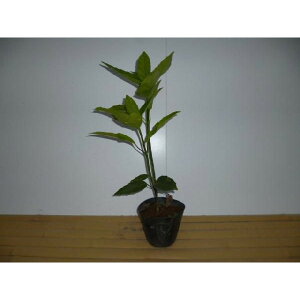 AIL 0.4mO 15cm|bg   NAIL  c c A  _ ؁E 1{iȃZbg̔܂j
