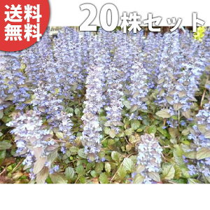 y20|bgZbgz AWK 9cm|bgオ c c A  _ EOhJo[