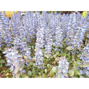 y28|bgZbgz AWK 9cm|bgオ c c A  _ EOhJo[