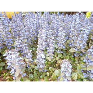 y84|bgZbgz AWK 9cm|bgオ c c A  _ EOhJo[