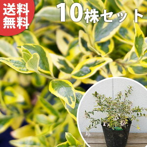 y10{Zbgz AxAEz[vCY 0.15mO 15cm|bg ׂ肠 c c A  _ _ ĂɉԂ炩AؓW