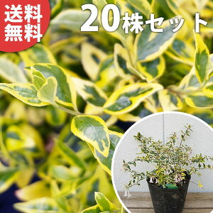 y20{Zbgz AxAEz[vCY 0.15mO 15cm|bg ׂ肠 c c A  _ _ ĂɉԂ炩AؓW