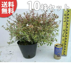 y10{Zbgz AxAERtFbeB 0.2mO 15cm|bg ׂ肠 c c A  _ Ԃyޖ tɉԂ炩AؓW