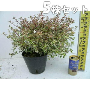 y5{Zbgz AxAERtFbeB 0.2mO 15cm|bg ׂ肠 c c A  _ Ԃyޖ tɉԂ炩AؓW