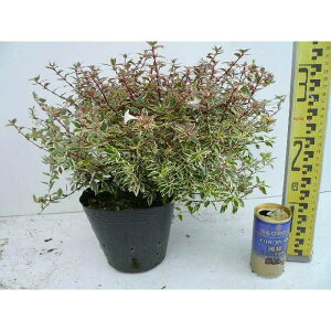 AxAERtFbeB 0.2mO 15cm|bg ׂ肠 c c A  _ Ԃyޖ tɉԂ炩AؓW 1{iȃZbg̔܂j