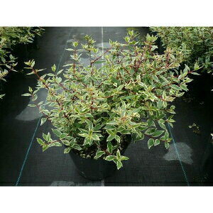 楽天市場 送料無料 60本セット アベリア コンフェッティ 樹高0 2m前後 15cmポット あべりあ こんふぇってぃ 苗木 植木 苗 庭木 生け垣 花を楽しむ木 春に花を咲かせる植木特集 季の香 きのか