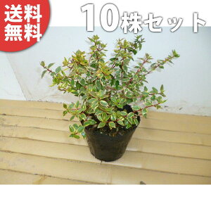 y10{Zbgz AxAETVCfCh[ 0.2mO 15cm|bg ׂ肠 c c A  _ Ԃyޖ ĂɉԂ炩AؓW