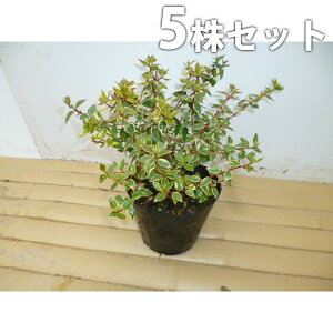 y5{Zbgz AxAETVCfCh[ 0.2mO 15cm|bg ׂ肠 c c A  _ Ԃyޖ ĂɉԂ炩AؓW