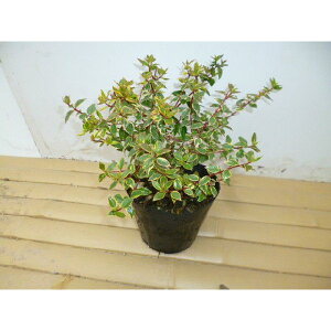 y60{Zbgz AxAETVCfCh[ 0.2mO 15cm|bg ׂ肠 c c A  _ Ԃyޖ ĂɉԂ炩AؓW