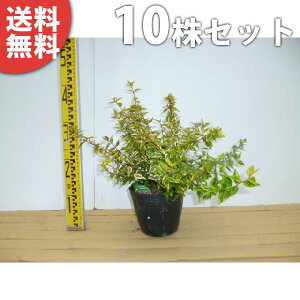 y10{Zbgz AxAEJChXR[v 0.2mO 15cm|bg ׂ肠 c c A  _ Ԃyޖ tɉԂ炩AؓW