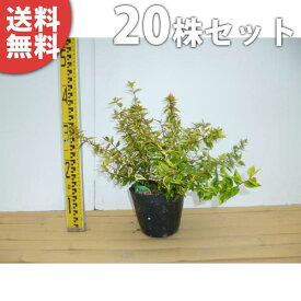 楽天市場 アベリアカレイドスコープの通販