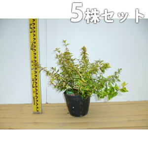 y5{Zbgz AxAEJChXR[v 0.2mO 15cm|bg ׂ肠 c c A  _ Ԃyޖ tɉԂ炩AؓW