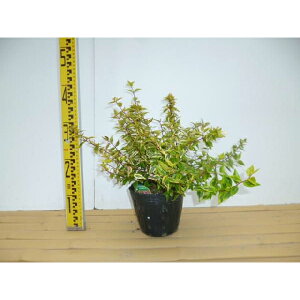 AxAEJChXR[v 0.2mO 15cm|bg ׂ肠 c c A  _ Ԃyޖ tɉԂ炩AؓW 1{iȃZbg̔܂j