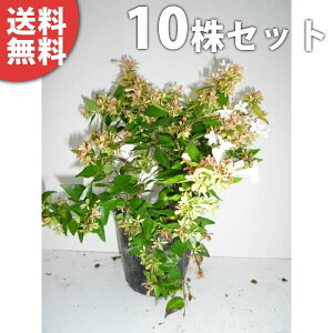 y10{Zbgz AxAEtVXC\ 0.2mO 15cm|bg ׂ肠 c c A  _ Ԃyޖ ĂɉԂ炩AؓW