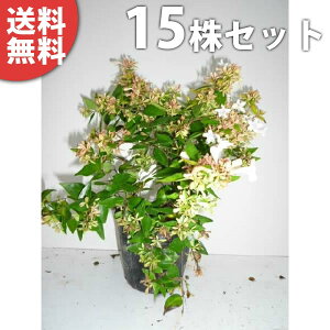 y15{Zbgz AxAEtVXC\ 0.2mO 15cm|bg ׂ肠 c c A  _ Ԃyޖ ĂɉԂ炩AؓW
