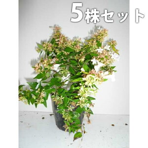 y5{Zbgz AxAEtVXC\ 0.2mO 15cm|bg ׂ肠 c c A  _ Ԃyޖ ĂɉԂ炩AؓW