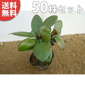 楽天市場 庭木 低木 種類 植物 ウメ の通販