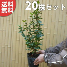 ■送料無料■【20本セット】 ジョウリョクガマズミ 樹高0.3m前後 15cmポット 苗木 苗 植木 庭木 生け垣 シンボルツリー 常緑樹