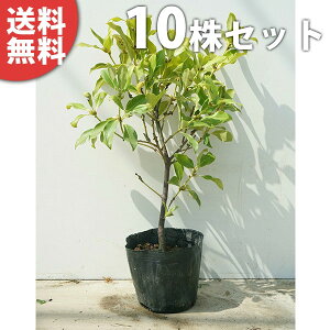 y10{Zbgz VL~ 0.4mO 15cm|bg c c    A  _ _ Ԃyޖ tɉԂ炩AؓW _ ډB