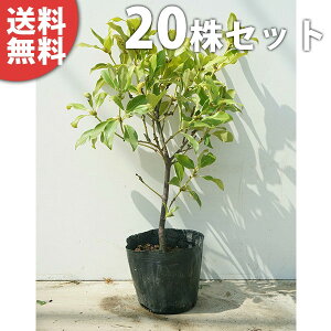 y20{Zbgz VL~ 0.4mO 15cm|bg c c    A  _ _ Ԃyޖ tɉԂ炩AؓW _ ډB