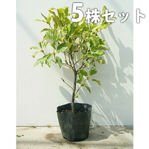 y5{Zbgz VL~ 0.4mO 15cm|bg c c    A  _ _ Ԃyޖ tɉԂ炩AؓW _ ډB