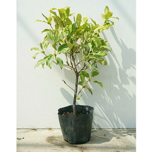 y60{Zbgz VL~ 0.4mO 15cm|bg c c    A  _ _ Ԃyޖ tɉԂ炩AؓW _ ډB