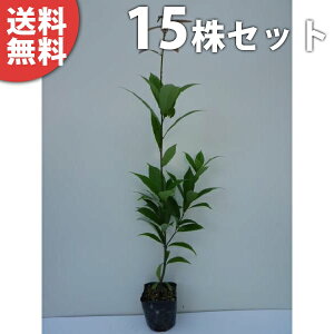 y15{Zbgz AJV 0.5mO 10.5cm|bg 炩 (e~ NKV ioKV) c c A  _ _ ډB