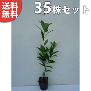 y35{Zbgz AJV 0.5mO 10.5cm|bg 炩 (e~ NKV ioKV) c c A  _ _ ډB