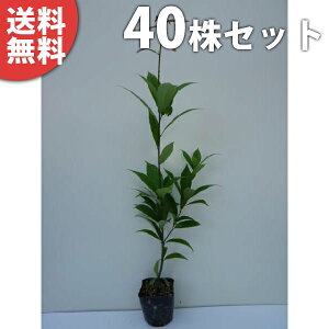 y40{Zbgz AJV 0.5mO 10.5cm|bg 炩 (e~ NKV ioKV) c c A  _ _ ډB
