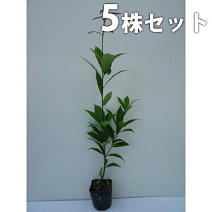 y5{Zbgz AJV 0.5mO 10.5cm|bg 炩 (e~ NKV ioKV) c c A  _ _ ډB